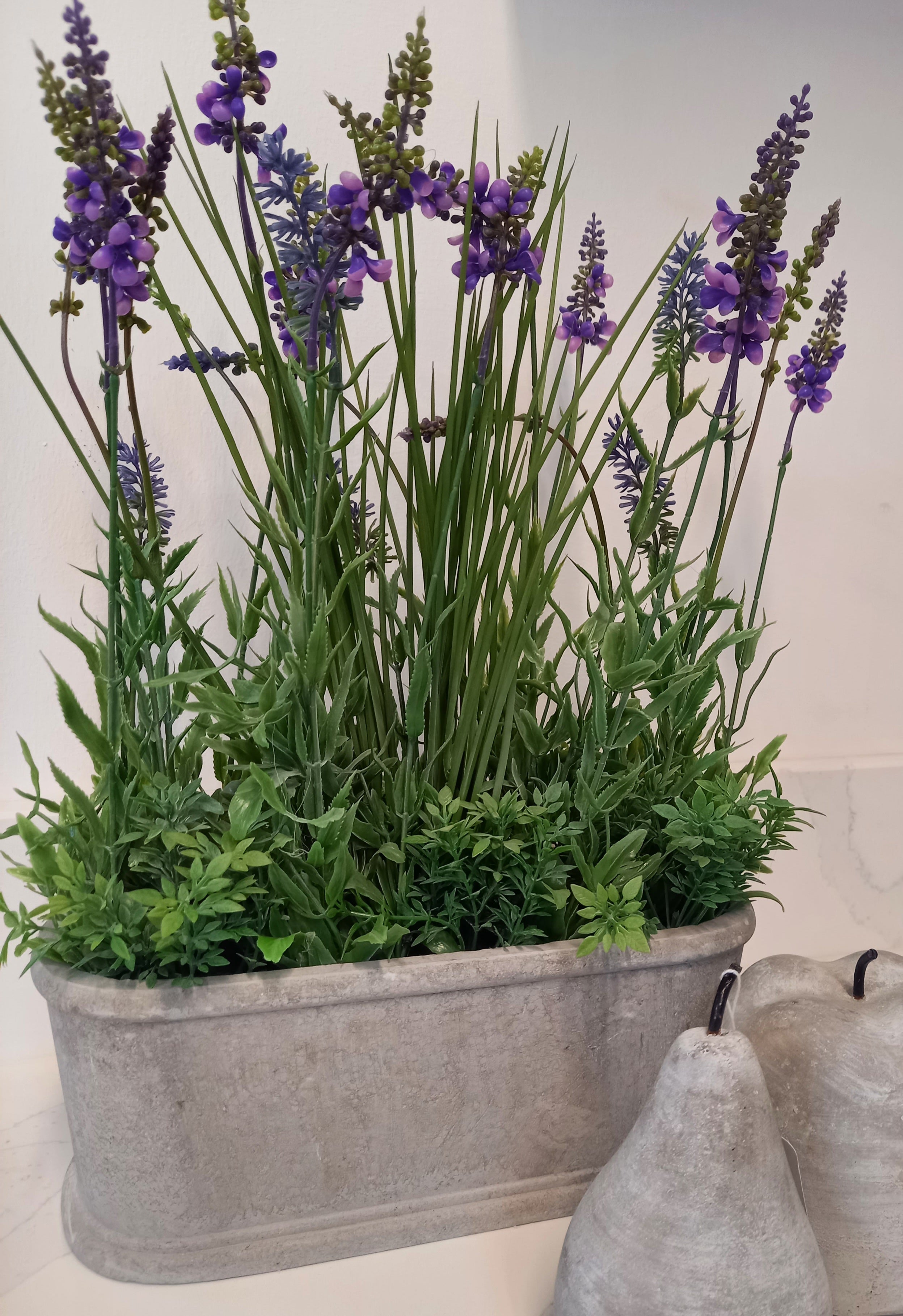 Lavender Plant in Pot