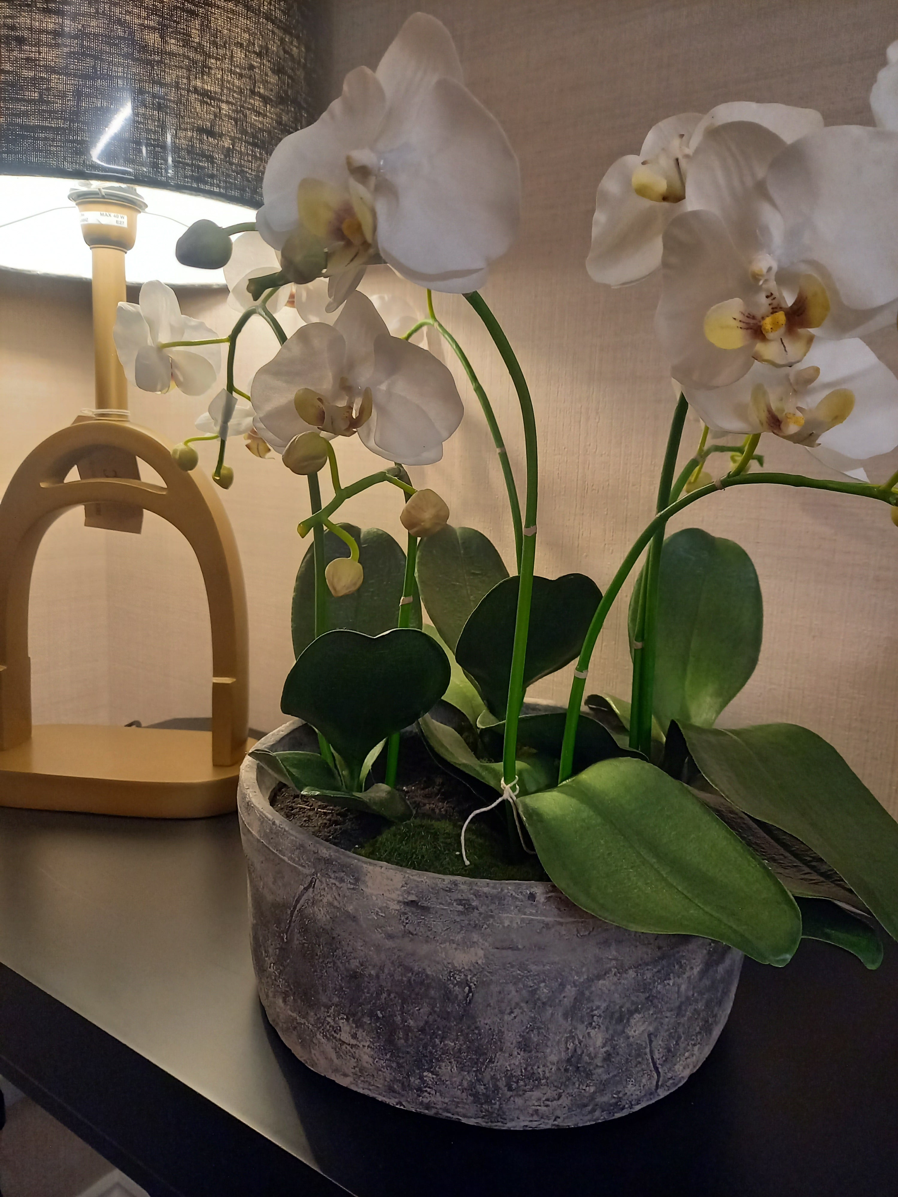 White Orchid Phalaenopsis Plant in round stone bowl