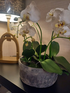 White Orchid Phalaenopsis Plant in round stone bowl