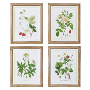 Set of 4 Botanicals with Washed Wooden Frame