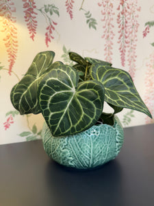 Cabbage Bowl
