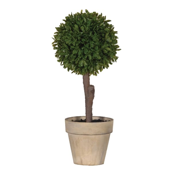 Boxwood Plant in brown pot - small