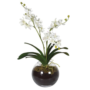 White Orchid in Glass Vase