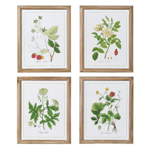 Set of 4 Botanical Prints