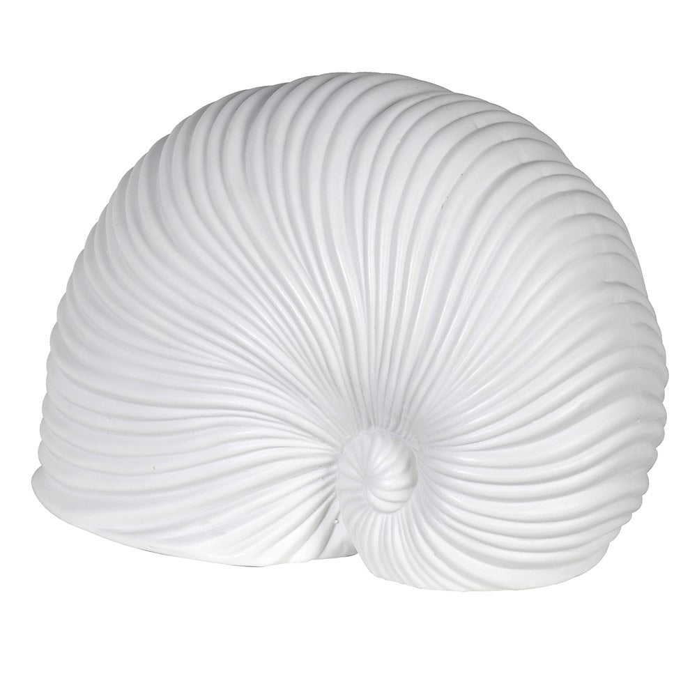 White Sea Snail