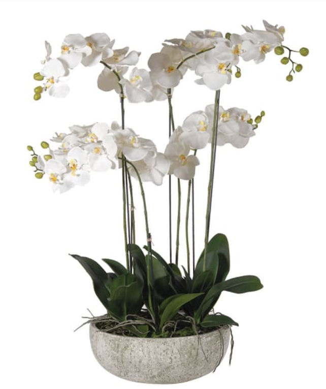 Extra Large Orchid Phalaenopsis Plant in Stone Effect Bowl