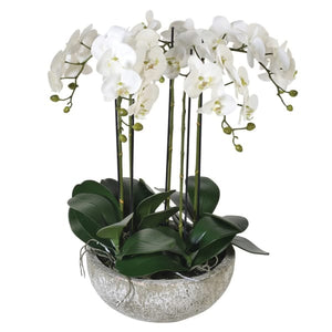 Large Orchid Phalaenopsis Plant in Round Bowl