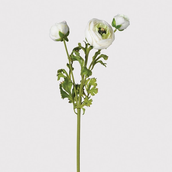 White Ranunculus