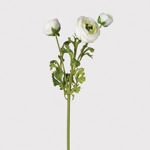 White Ranunculus